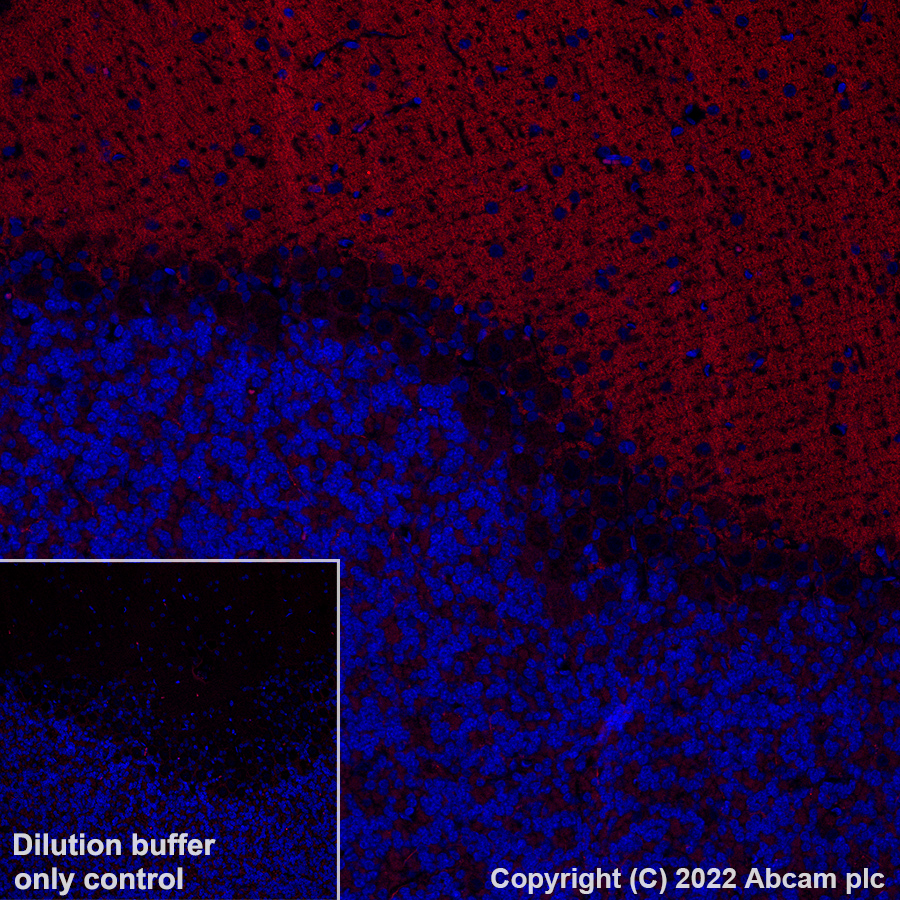 Immunohistochemistry (Formalin/PFA-fixed paraffin-embedded sections) - Alexa Fluor® 555 Anti-mGluR1a antibody [EPR24160-173] (AB307625), expandable thumbnail