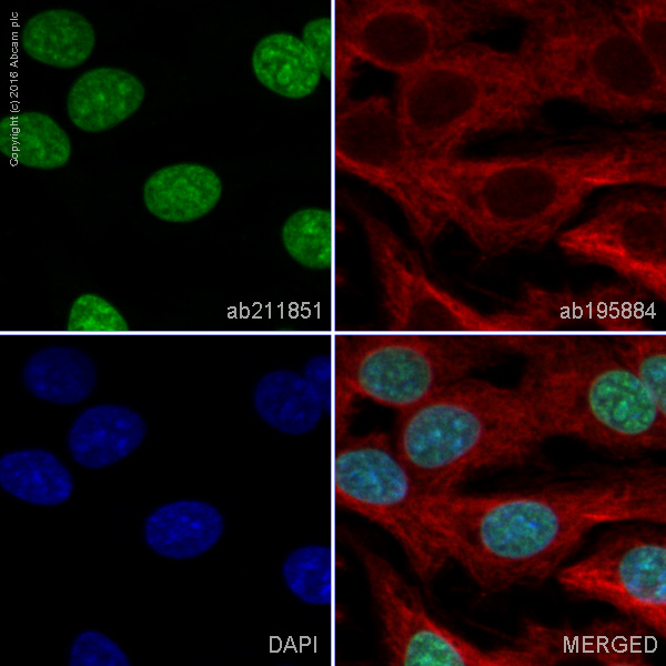 Immunocytochemistry/ Immunofluorescence - Alexa Fluor® 555 Anti-mH2A1 antibody [EPR9359(2)] (AB211851), expandable thumbnail