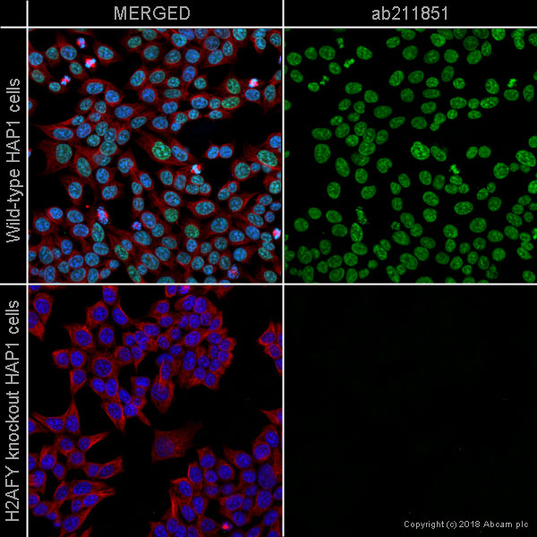 Immunocytochemistry/ Immunofluorescence - Alexa Fluor® 555 Anti-mH2A1 antibody [EPR9359(2)] (AB211851), expandable thumbnail