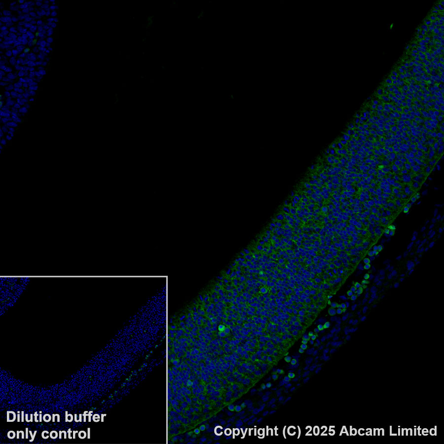 Alexa Fluor® 555 Anti-Midkine antibody [EPR29075-34] (ab323763
