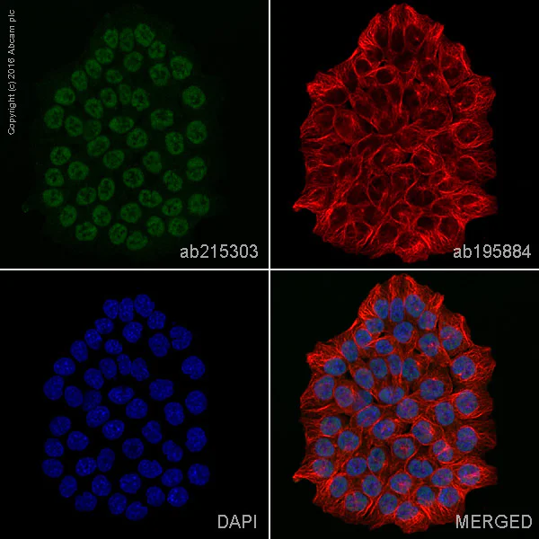 Immunocytochemistry/ Immunofluorescence - Alexa Fluor® 555 Anti-MLH1 antibody [EPR3894] (AB215303)