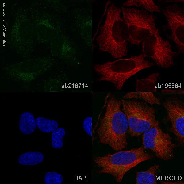 Immunocytochemistry/ Immunofluorescence - Alexa Fluor® 555 Anti-Mucin 5AC antibody [EPR16904] (AB218714)