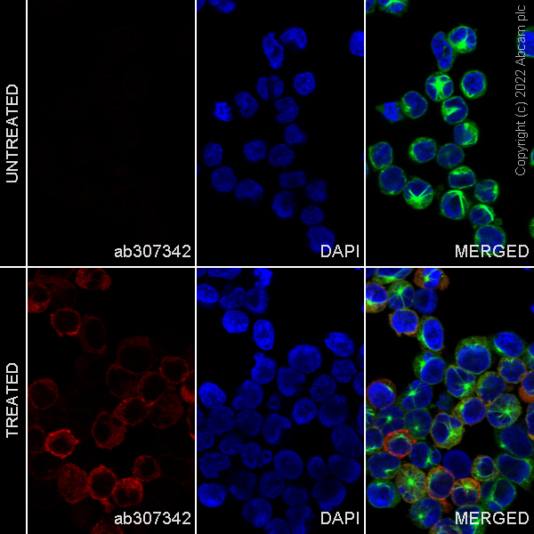 Immunocytochemistry/ Immunofluorescence - Alexa Fluor® 555 Anti-MX1 antibody [EPR24485-19] (AB307342), expandable thumbnail