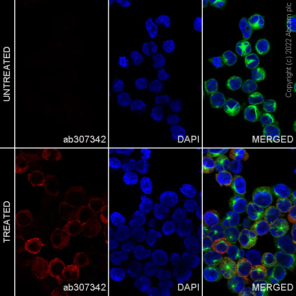 Immunocytochemistry/ Immunofluorescence - Alexa Fluor® 555 Anti-MX1 antibody [EPR24485-19] (AB307342)
