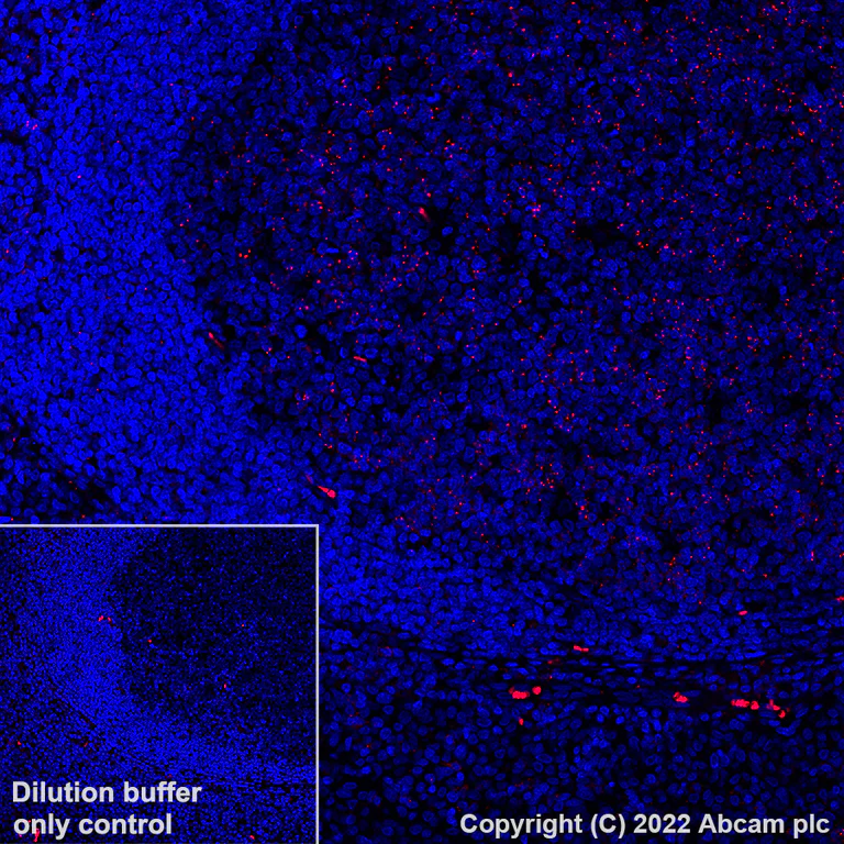Immunohistochemistry (Formalin/PFA-fixed paraffin-embedded sections) - Alexa Fluor® 555 Anti-MX1 antibody [EPR24485-19] (AB307342)