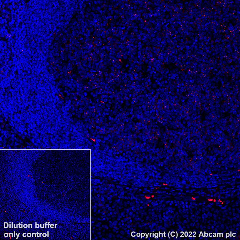 Immunohistochemistry (Formalin/PFA-fixed paraffin-embedded sections) - Alexa Fluor® 555 Anti-MX1 antibody [EPR24485-19] (AB307342)