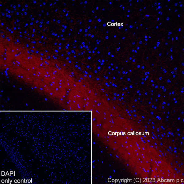 Immunohistochemistry (Frozen sections) - Alexa Fluor® 555 Anti-Myelin Basic Protein antibody [EPR21188] (AB315358)