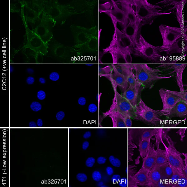 Immunocytochemistry/ Immunofluorescence - Alexa Fluor® 555 Anti-N Cadherin antibody [EPR29626-10] (AB325701)