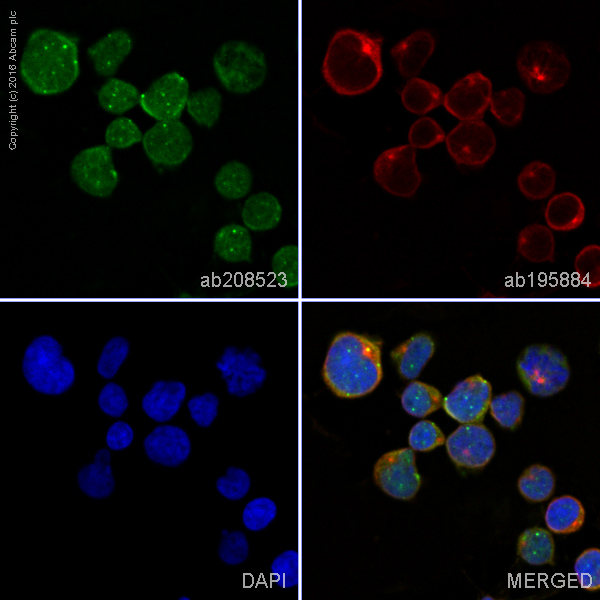 Immunocytochemistry/ Immunofluorescence - Alexa Fluor® 555 Anti-N WASP antibody [EPR6959] (AB208523), expandable thumbnail