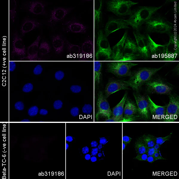 Immunocytochemistry/ Immunofluorescence - Alexa Fluor® 555 Anti-Nestin antibody [EPR27207-53] - Neural Stem Cell Marker (AB319186)