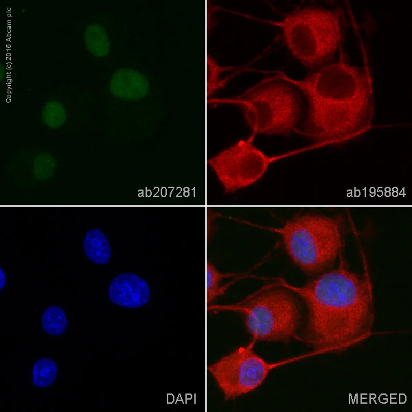 Anti-NeuN - Neuronal Marker Alexa Fluor® 555 antibody