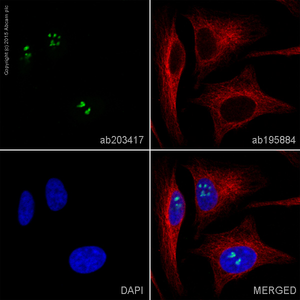 Immunocytochemistry/ Immunofluorescence - Alexa Fluor® 555 Anti-Nucleolin antibody [EPR7952] (AB203417), expandable thumbnail