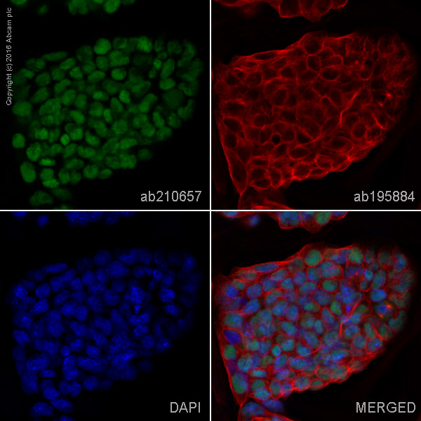 Immunocytochemistry/ Immunofluorescence - Alexa Fluor® 555 Anti-Oct4 antibody [EPR17929] (AB210657), expandable thumbnail