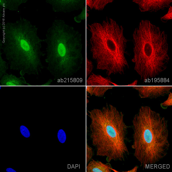 Immunocytochemistry/ Immunofluorescence - Alexa Fluor® 555 Anti-OGT / O-Linked N-Acetylglucosamine Transferase antibody [EPR12713] (AB215809)