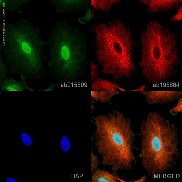 Immunocytochemistry/ Immunofluorescence - Alexa Fluor® 555 Anti-OGT / O-Linked N-Acetylglucosamine Transferase antibody [EPR12713] (AB215809)