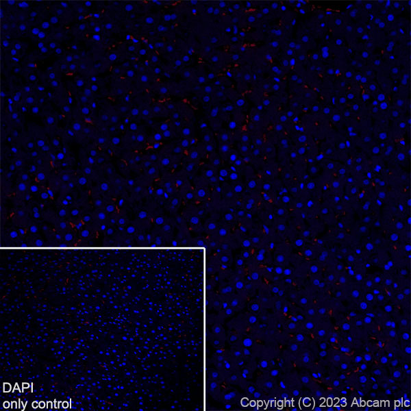 Immunohistochemistry (Frozen sections) - Alexa Fluor® 555 Anti-Parvalbumin antibody [EPR13091] (AB313815)