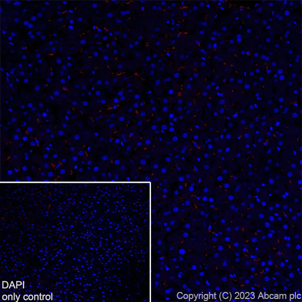 Immunohistochemistry (Frozen sections) - Alexa Fluor® 555 Anti-Parvalbumin antibody [EPR13091] (AB313815)