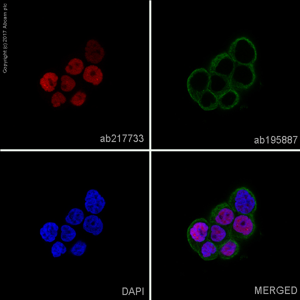 Immunocytochemistry/ Immunofluorescence - Alexa Fluor® 555 Anti-PAX8 antibody [EPR18715] (AB217733), expandable thumbnail