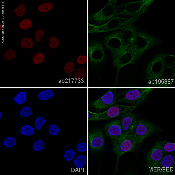 Immunocytochemistry/ Immunofluorescence - Alexa Fluor® 555 Anti-PAX8 antibody [EPR18715] (AB217733), expandable thumbnail