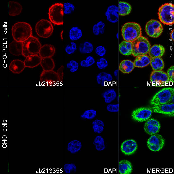 Immunocytochemistry/ Immunofluorescence - Alexa Fluor® 555 Anti-PD-L1 antibody [28-8] (AB213358), expandable thumbnail