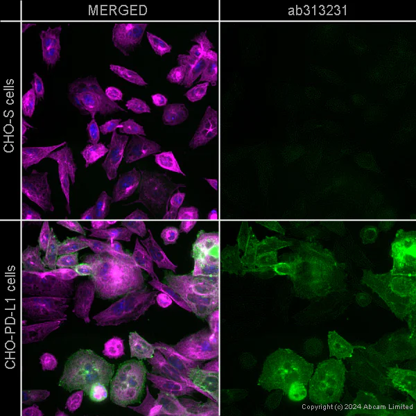 Immunocytochemistry - Alexa Fluor® 555 Anti-PD-L1 antibody [SP142] - C-terminal (AB313231)