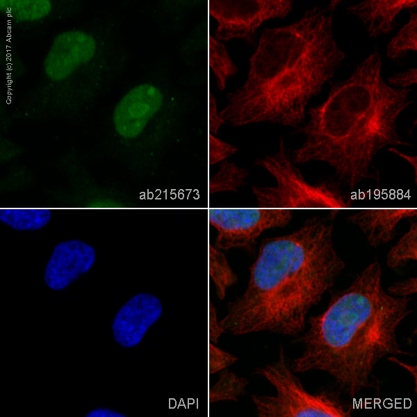 Immunocytochemistry/ Immunofluorescence - Alexa Fluor® 555 Anti-PDCD4 antibody [EPR3432] (AB215673), expandable thumbnail