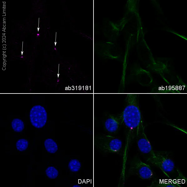 Immunocytochemistry/ Immunofluorescence - Alexa Fluor® 555 Anti-Pericentrin antibody [EPR21987] - Centrosome Marker (AB319181)
