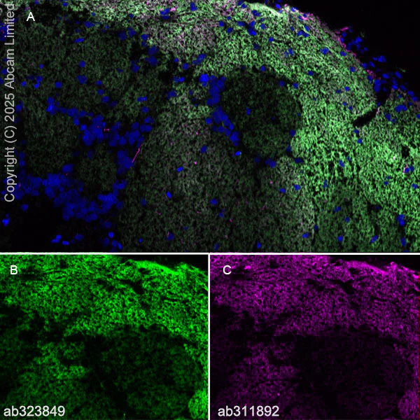 Immunohistochemistry (Frozen sections) - Alexa Fluor® 555 Anti-Peripherin antibody [EPR23445-28] (AB311892)