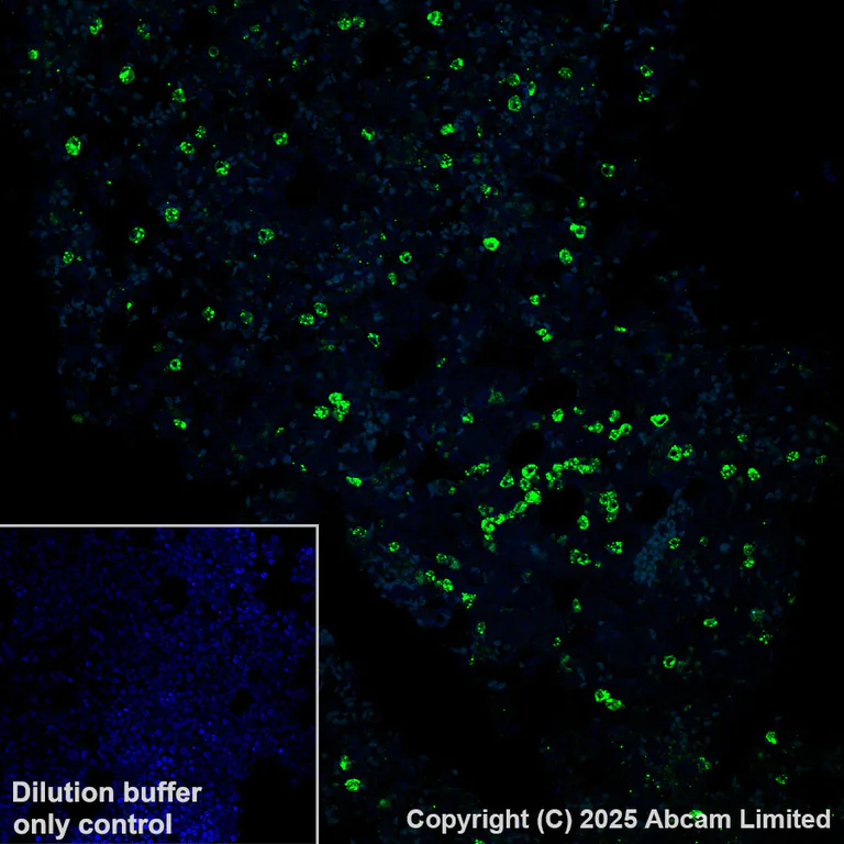 Immunohistochemistry (Formalin/PFA-fixed paraffin-embedded sections) - Alexa Fluor® 555 Anti-PRG2 antibody [EPR29096-502] (AB324901)
