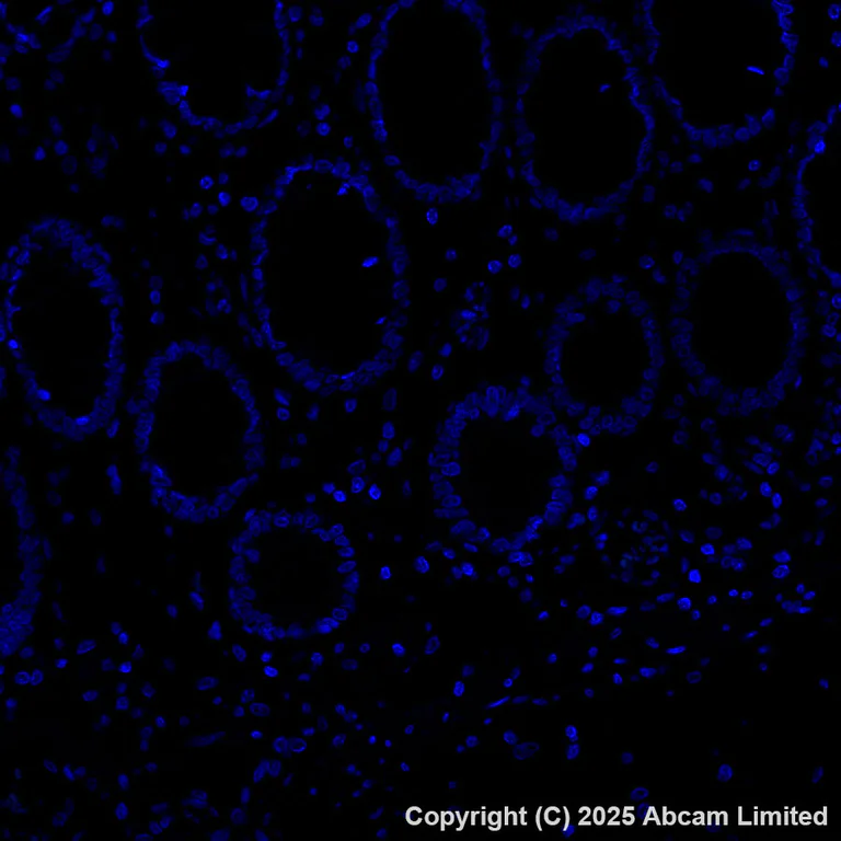 Immunohistochemistry (Formalin/PFA-fixed paraffin-embedded sections) - Alexa Fluor® 555 Anti-PRG2 antibody [EPR29096-502] (AB324901)