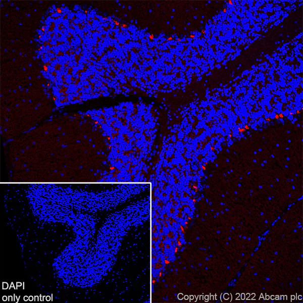 Immunohistochemistry (Frozen sections) - Alexa Fluor® 555 Anti-PSD95 antibody [EPR23124-118] - Synaptic Marker (AB302571)