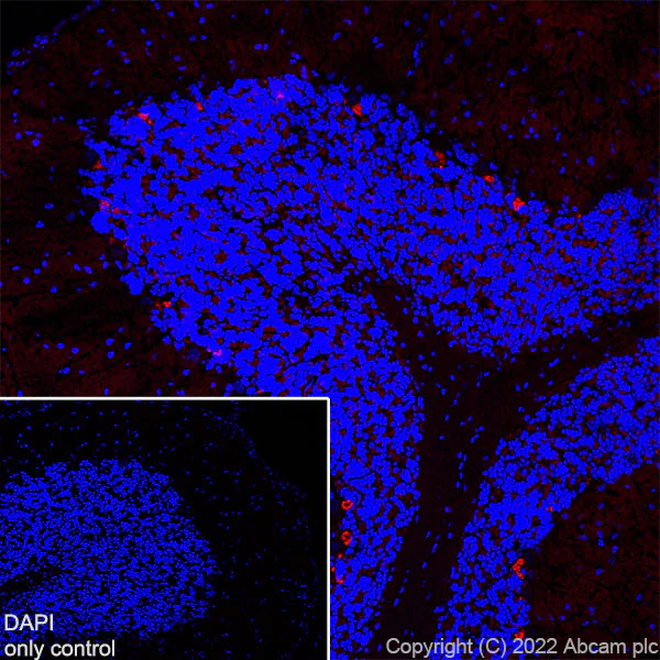 Immunohistochemistry (Frozen sections) - Alexa Fluor® 555 Anti-PSD95 antibody [EPR23124-118] - Synaptic Marker (AB302571)