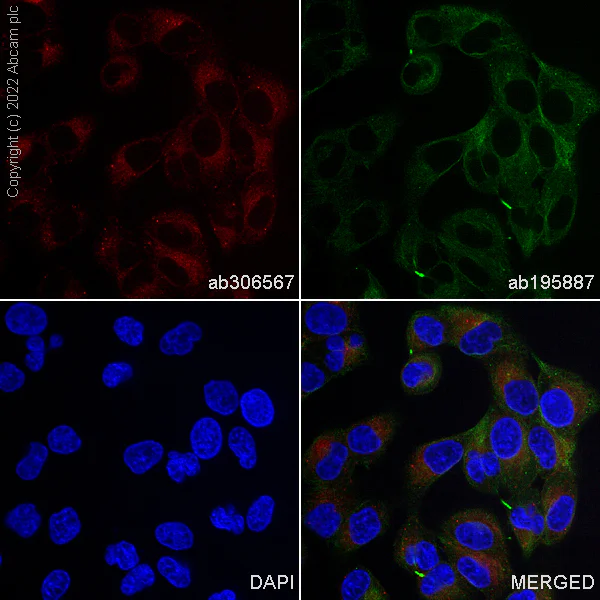 Immunocytochemistry/ Immunofluorescence - Alexa Fluor® 555 Rabbit monoclonal [MJF-R23] to RAB10 (AB306567)