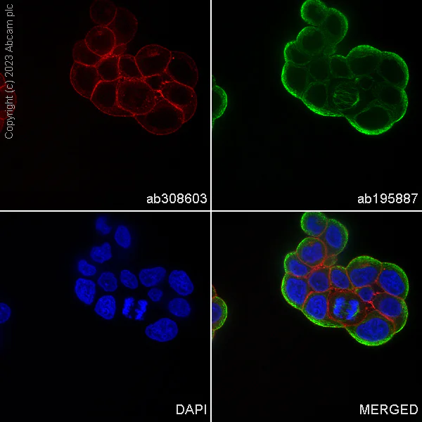 Immunocytochemistry/ Immunofluorescence - Alexa Fluor® 555 Anti-Ras antibody [EP1125Y] (AB308603)