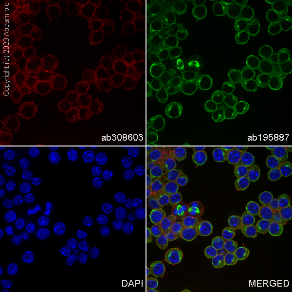 Alexa Fluor® 555 Anti-Ras antibody [EP1125Y] (ab308603) | Abcam