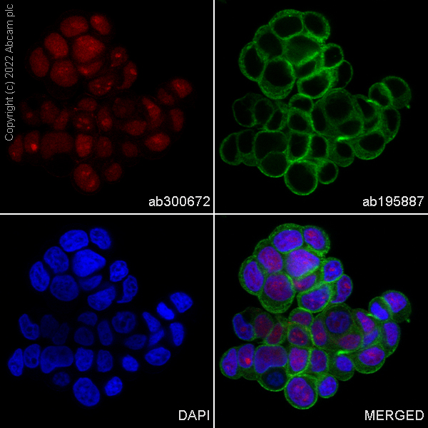 Immunocytochemistry/ Immunofluorescence - Alexa Fluor® 555 Anti-Rb antibody [EPR17512] (AB300672), expandable thumbnail