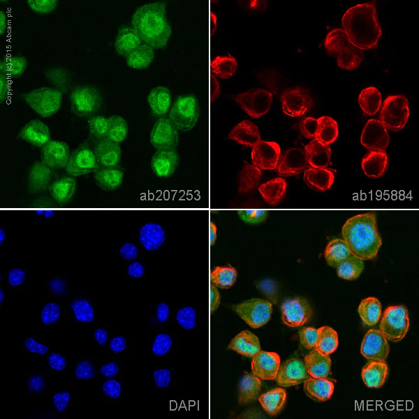 Immunocytochemistry/ Immunofluorescence - Alexa Fluor® 555 Anti-RUNX1 / AML1+RUNX3+RUNX2 antibody [EPR3099] (AB207253)