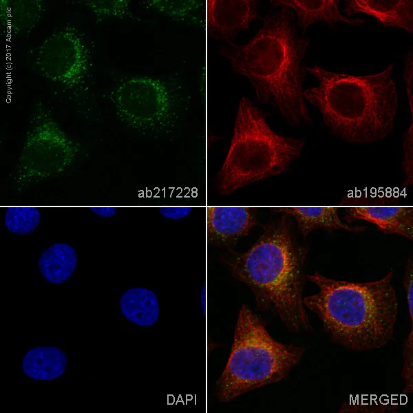 Immunocytochemistry/ Immunofluorescence - Alexa Fluor® 555 Anti-SCGB3A2 antibody [EPR11463] (AB217228)