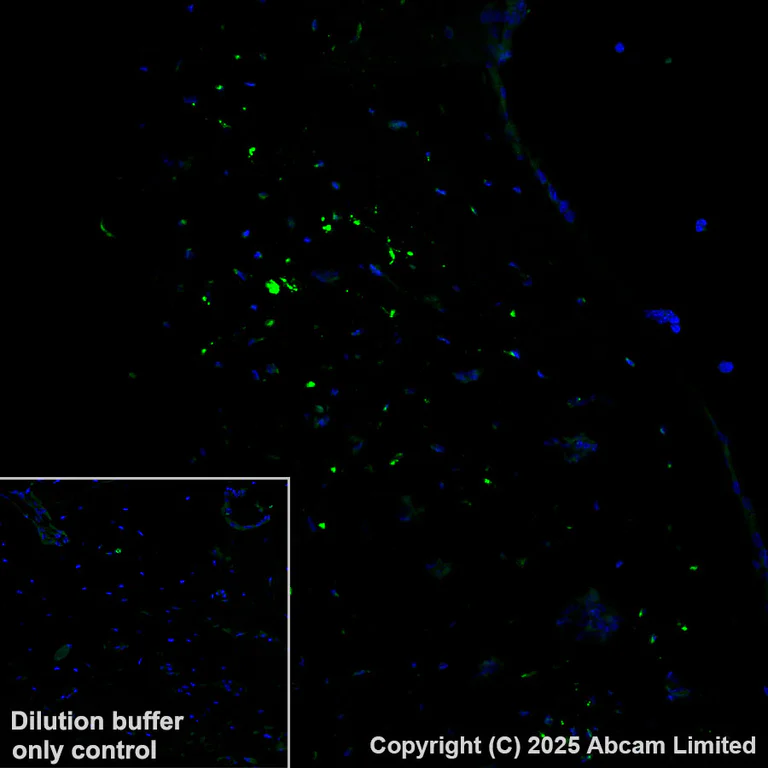 Immunohistochemistry (Formalin/PFA-fixed paraffin-embedded sections) - Alexa Fluor® 555 Anti-Sclerostin antibody [EPR28892-591] (AB325109)
