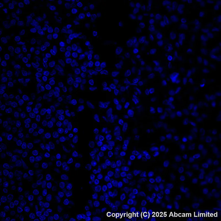 Immunohistochemistry (Formalin/PFA-fixed paraffin-embedded sections) - Alexa Fluor® 555 Anti-SFTPA1 + SFTPA2 antibody [EPR29098-6] (AB324339)