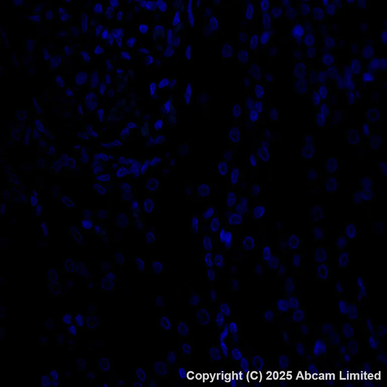 Immunohistochemistry (Formalin/PFA-fixed paraffin-embedded sections) - Alexa Fluor® 555 Anti-SFTPA1 + SFTPA2 antibody [EPR29098-6] (AB324339)