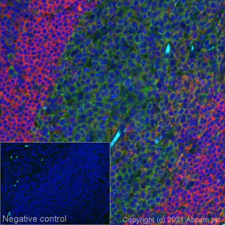 Immunohistochemistry (Formalin/PFA-fixed paraffin-embedded sections) - Alexa Fluor® 555 Anti-SHP1 antibody [Y476] (AB279326)