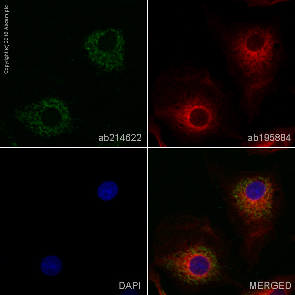 Immunocytochemistry/ Immunofluorescence - Alexa Fluor® 555 Anti-Smac/Diablo antibody [Y12] (AB214622), expandable thumbnail