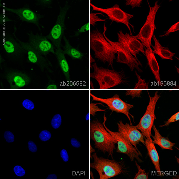 Immunocytochemistry/ Immunofluorescence - Alexa Fluor® 555 Anti-Smad3 antibody [EP568Y] (AB206582), expandable thumbnail