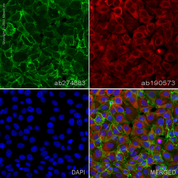 Immunocytochemistry - Alexa Fluor® 555 Anti-Sodium Potassium ATPase antibody [EP1845Y] - Plasma Membrane Loading Control (AB274883), expandable thumbnail