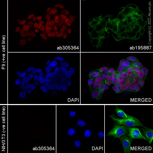 Immunocytochemistry/ Immunofluorescence - Alexa Fluor® 555 Anti-SOX2 antibody [EPR3131] (AB305364)
