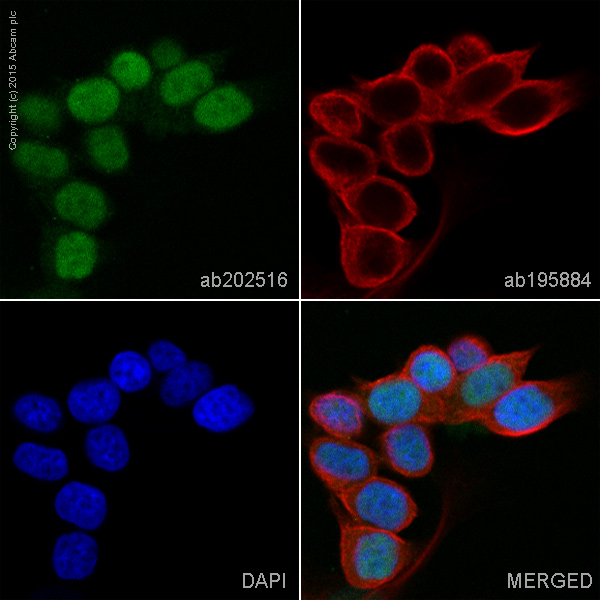 Immunocytochemistry/ Immunofluorescence - Alexa Fluor® 555 Anti-SOX9 antibody [EPR14335] (AB202516), expandable thumbnail