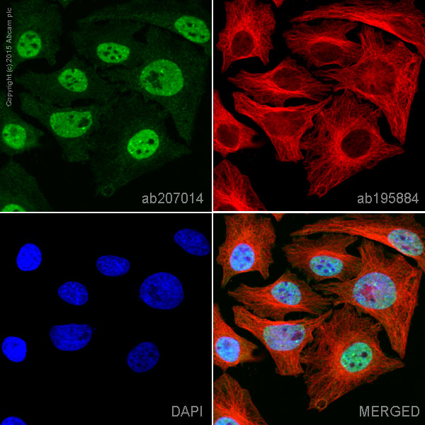 Immunocytochemistry/ Immunofluorescence - Alexa Fluor® 555 Anti-STAT6 antibody [YE361] (AB207014), expandable thumbnail