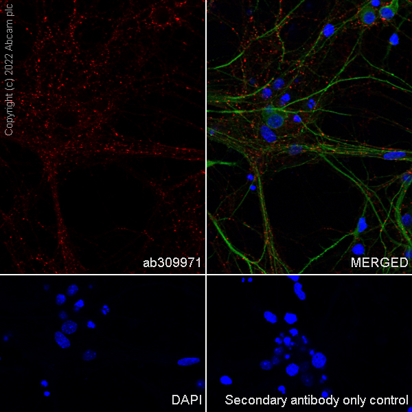 Immunocytochemistry/ Immunofluorescence - Alexa Fluor® 555 Anti-Synapsin I - Synaptic Marker antibody [EPR23531-50] (AB309971), expandable thumbnail