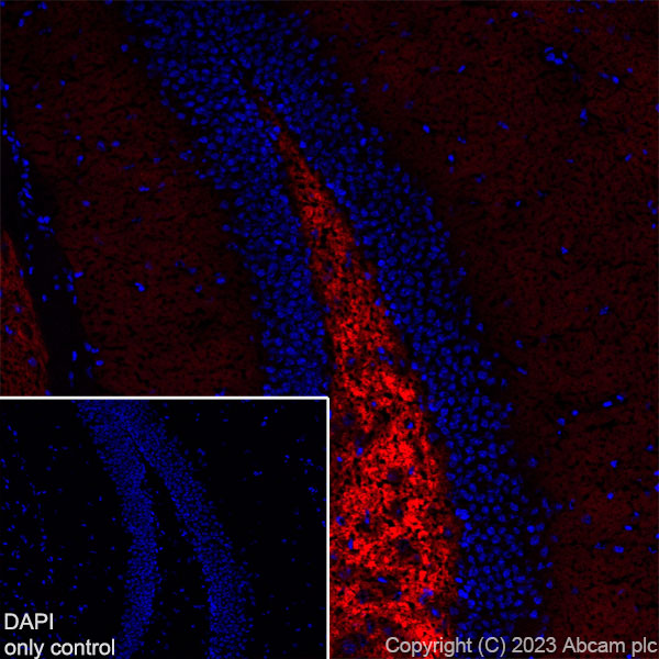 Immunohistochemistry (Frozen sections) - Alexa Fluor® 555 Anti-Synapsin I - Synaptic Marker antibody [EPR23531-50] (AB309971), expandable thumbnail